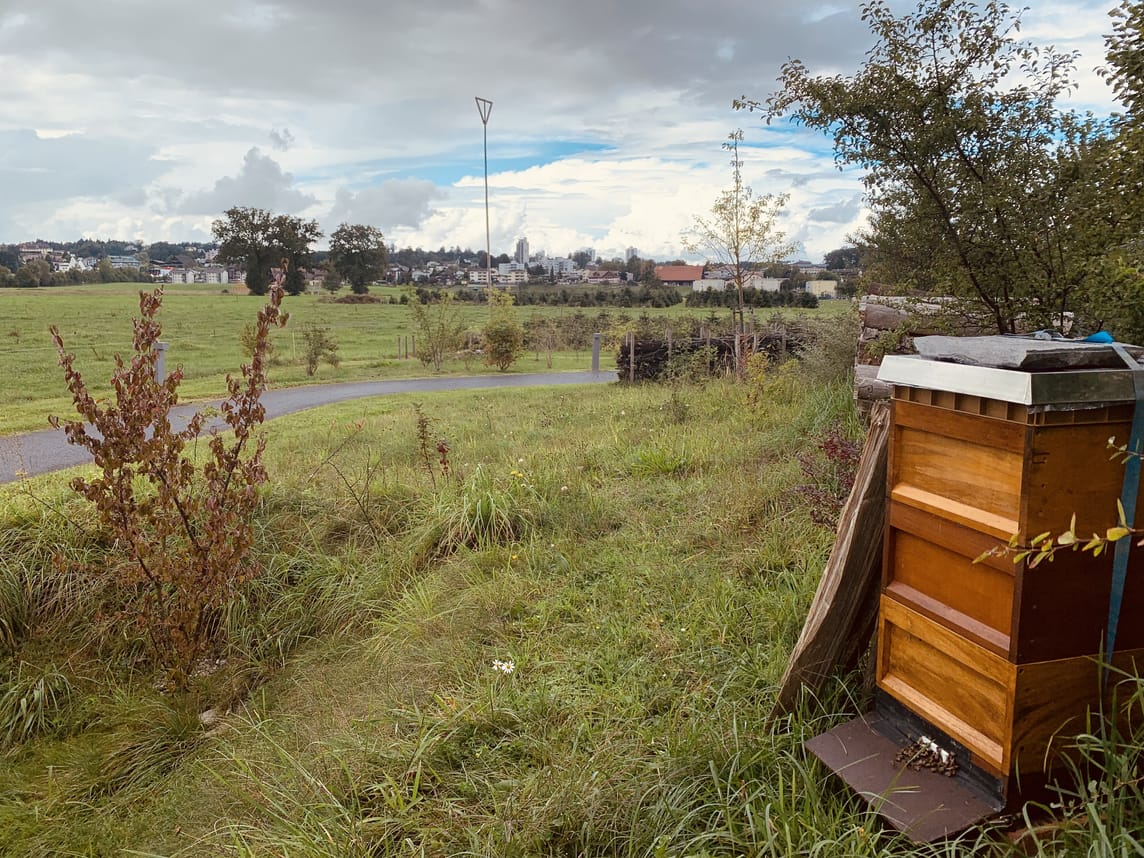 Bienenwabe im Garten der BZE AG.